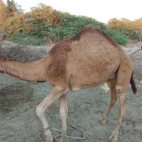 شتر نر دو سال . ماده اوس|حیوانات مزرعه|بند زرک, |دیوار