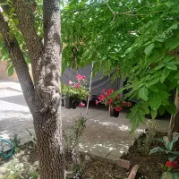 خانه-ویلایی-حیاط-دار-قدیمی-266-متر-وحید