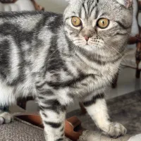 خوشگل پسر اسکاتیش|گربه|پردیس, فاز ۲|دیوار