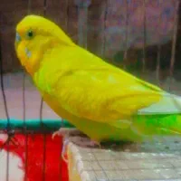 جفت مرغ عشق|پرنده|جیرفت, |دیوار