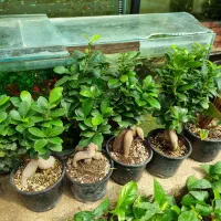 گل داودی چهارفصل سرو شیراز میخک عبایی پاپیتال گلدا|گل و گیاه طبیعی|مشهد, چهارچشمه|دیوار