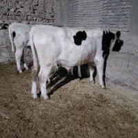 گوساله نر سیمینتال|حیوانات مزرعه|درمیان, |دیوار