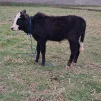 گاو ورزا کوله لیشه چالوسی|حیوانات مزرعه|سنگر, |دیوار