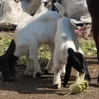 بزبادوبزغاله