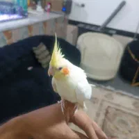 گرینچیک|پرنده|تربت جام, شهرک آزادگان|دیوار