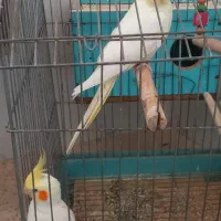 3 جفت عروس هلندی لوتینو|پرنده|شیراز, گچی|دیوار