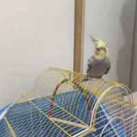 عروس هلندی نر سخنگو همراه با قفس|پرنده|فولادشهر, مسکن مهر فولادشهر|دیوار