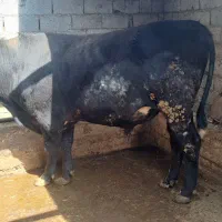 فروش گوساله