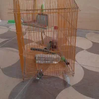 قفس پرنده|لوازم جانبی حیوانات|کرمانشاه, |دیوار