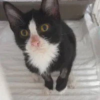 واگذاری رایگان بچه گربه فوق العاده بامزست و کوچک