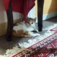 واگذاری بچه گربه