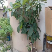 گل طبیعی انواع گل|گل و گیاه طبیعی|کرمانشاه, |دیوار