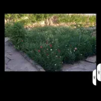 خانه باغ|فروش خانه و ویلا|گرمسار, |دیوار