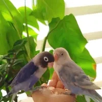 طوطی برزیلی رنگ خاص