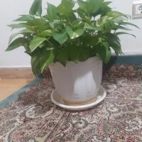 گل پتوس ابلغ