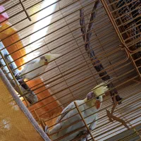 عروس هلندی|پرنده|اصفهان, ناصرخسرو|دیوار