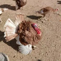 بوقلمون|حیوانات مزرعه|تفت, |دیوار