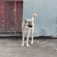 سگ ماده عراقی