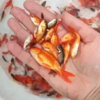 ماهی قرمز|ماهی|یزد, |دیوار