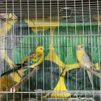 طوطی آوازه خوان|پرنده|قم, انسجام|دیوار