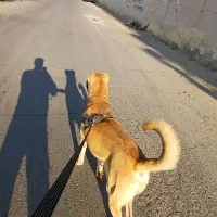 سگ سرابی|سگ|رباطکریم, شهرک صنعتی زوارهای|دیوار