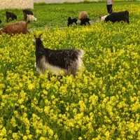 بز کهره دار