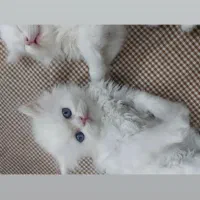 پرشین عروسکی چشم ابی