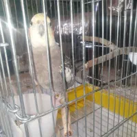 پرنده عروس سخنگو دستی باحال مهربون