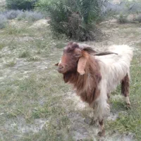 با سلام خدمت دوستان نری بز کهره گیسه