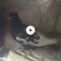 چهارتا کبوتر سینه ای