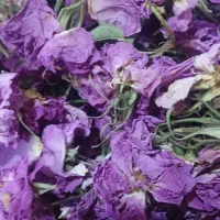 گل محمدی|گل و گیاه طبیعی|بیرجند, |دیوار