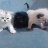 بچه گربه|گربه|کرج, عظیمیه|دیوار