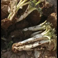 تره کوهی. کنگر. چیریش