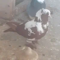 کبوتر گرفتنی