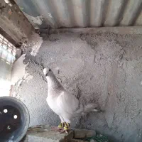 کفتر اوغون سار زرد سرور