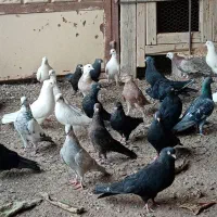 فروش کبوتر|پرنده|اصفهان, سروستان|دیوار