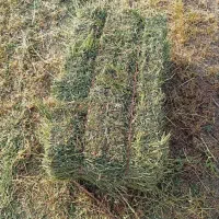 بهترین یونج غرب