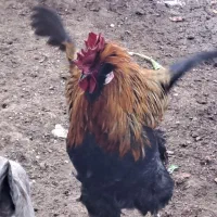 خروس ۱۰۰٪محلی  نژاددار چهل تاج