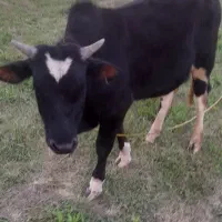 ورزاکوله چالوسی دورگ مخصوص خانه دار