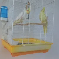 طوطی عروس جفت