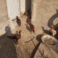 خروس و مرغ لاری|حیوانات مزرعه|خسروشاه, |دیوار