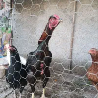 خروس هشت ماهه فریمان