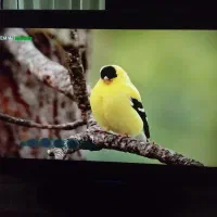 ال سی دی سامسونگ 32 اینچ