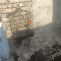 قفس متوسط