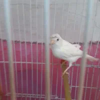 قناری نر سفید نژاد ترکیه ای