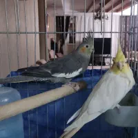 جفت عر.س هلندی زرد نر طوسی  ماده