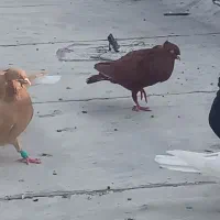 کبوتر