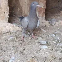 3تا جوجه