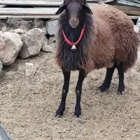 میش شیشک قوچ افشاری