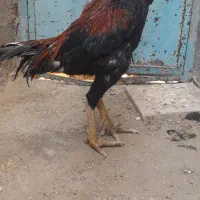 خروس لاری دانگ بالا نثل دار جوجه کش